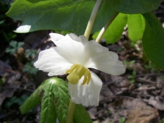 Mayapple